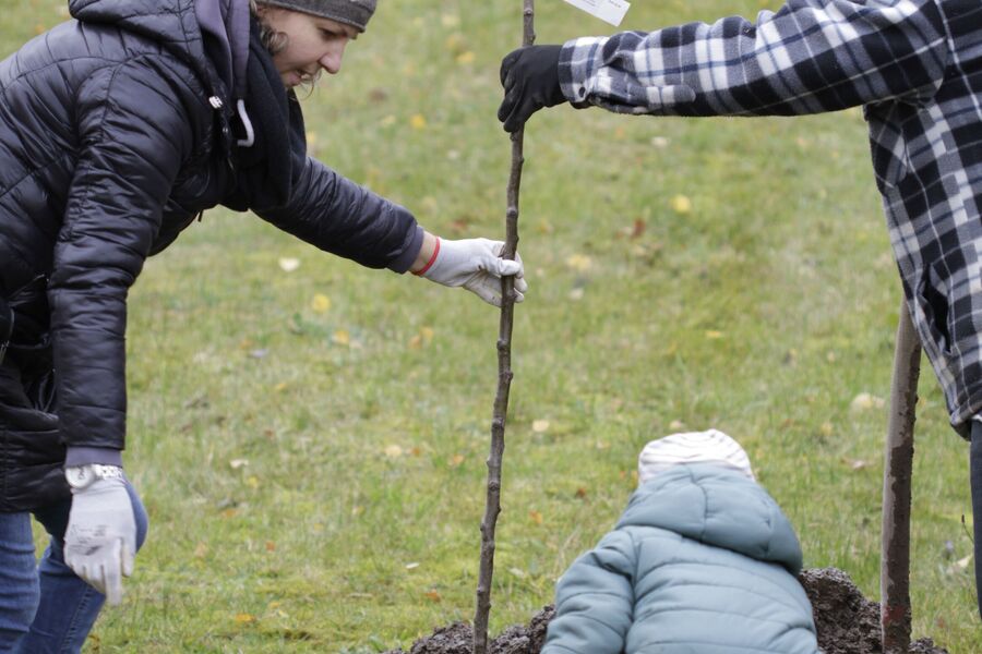 Es sind mehrere Generationen beim Baumpflanzen zu sehen.